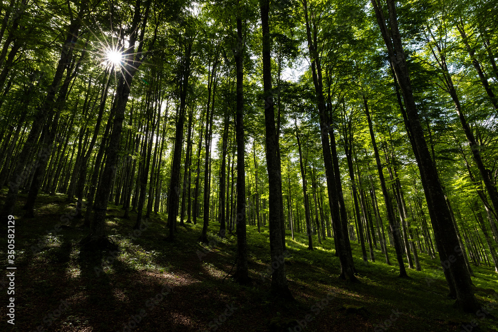 Fototapeta premium The plateau of Cansiglio in Italy