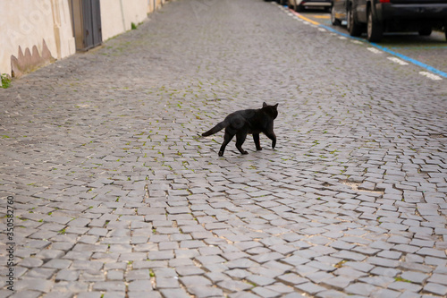 A black cat strolling on the street isolated in the period of pandemic covid-19. Black and white photo of deserted road in the period of self-isolation. Paving stones. Stay home concept. 