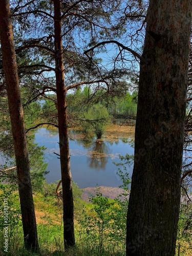 Taiga landscape in the park area, spring time.