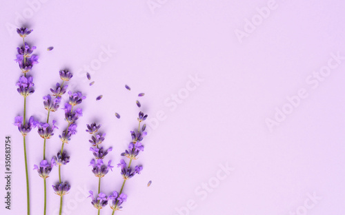 Fresh violet lavender flowers arranged on purple background. Flat lay, top view, copyspace.
