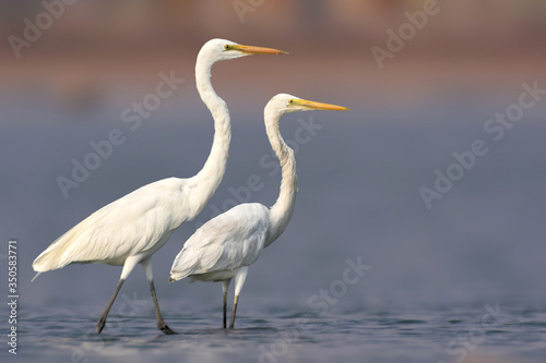 Great egret bird standing pair