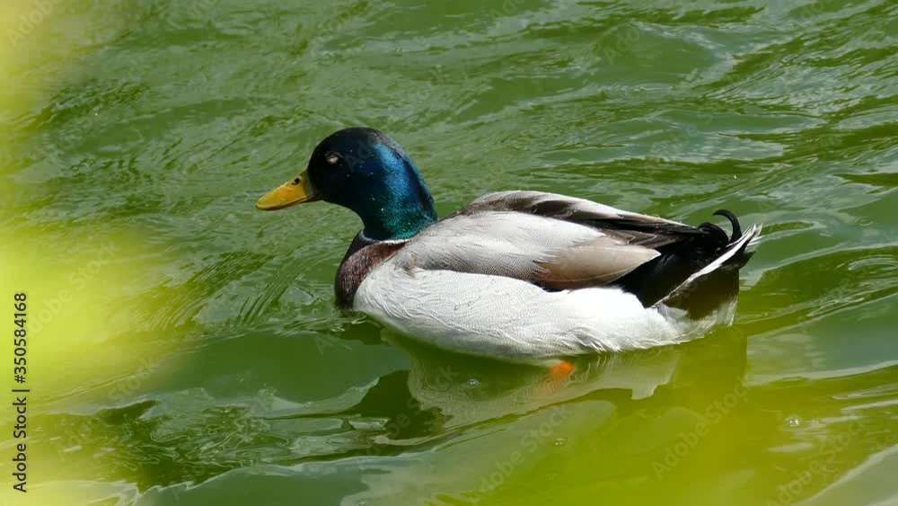 wild duck happily swims in the green water wild duck happily swims in the green water