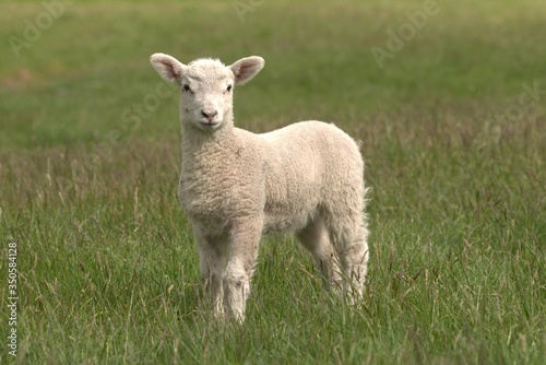 lamb in the meadow