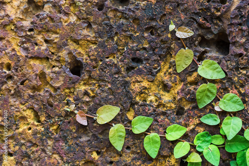 Porous spongy background with the green leaves