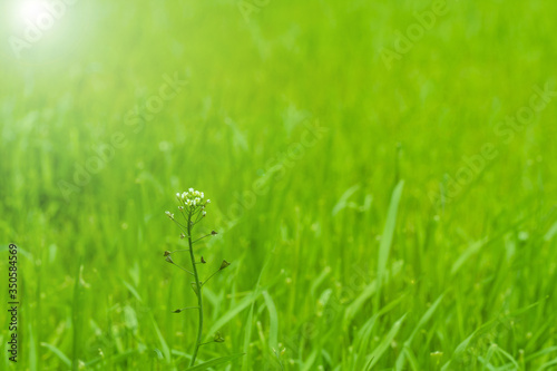 Spring plant in grass, natural green background, selective soft focus