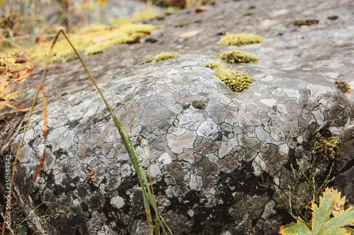 moss on the stone