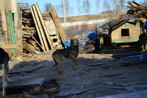 one dog in a dog shelter