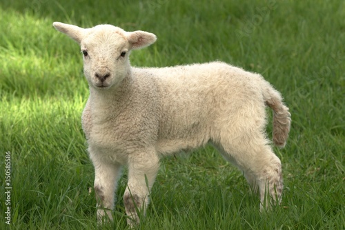 cute lamb in the field