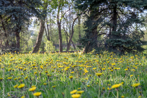 Blooming yellow dandelions in bright juicy green in rays of evening sunlight in park. Spring natural background