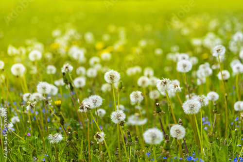 Field with yellow dandelionsagainst blue sky and sun beams. Spring background. Soft focus
