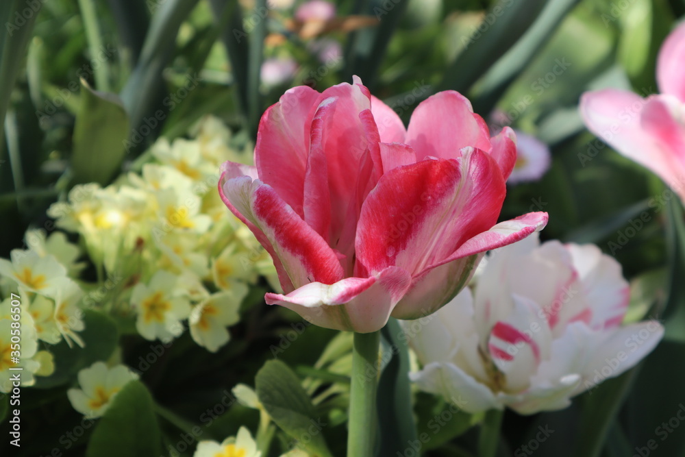 Terry pink and white tulips in the garden Terry pink and white tulips in the garden