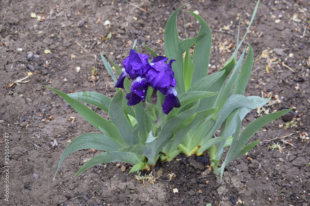 Fototapeta premium Beautiful blooming purple irises flowers in the garden.