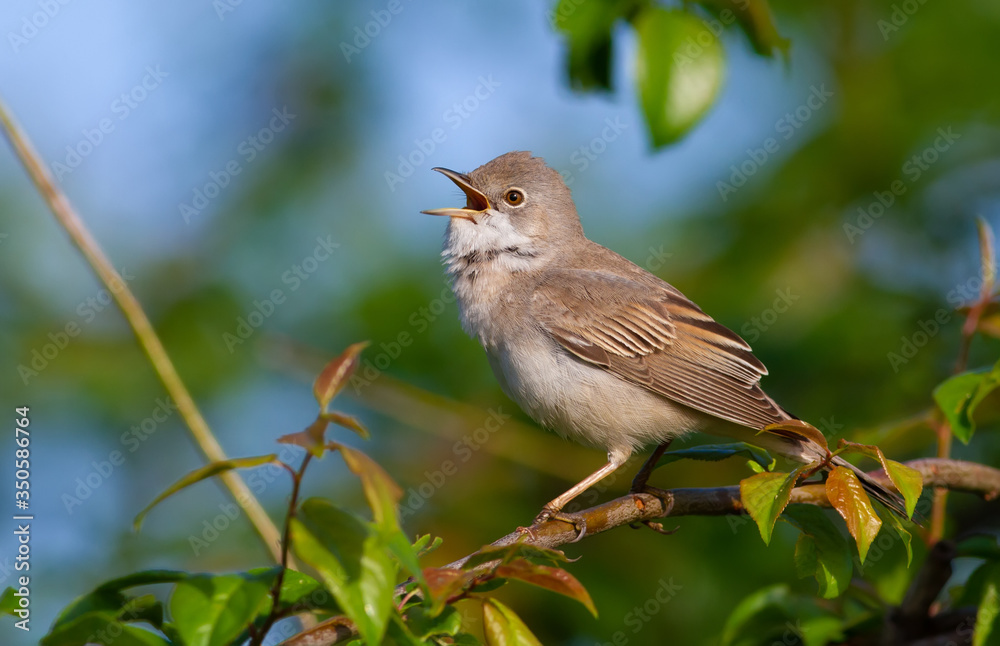 Common Whitethroat, Sylvia communis. In the morning the male bird sitting on a branch of a bush and singing Common Whitethroat, Sylvia communis. In the morning the male bird sitting on a branch of a bush and singing