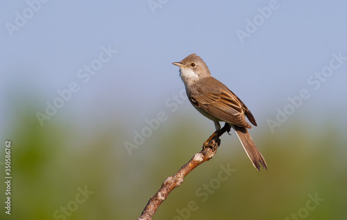 Common Whitethroat, Sylvia communis. In the morning the male bird sitting on a branch of a bush © Юрій Балагула