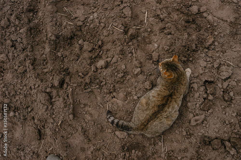 The cat merged with the brown earth. The natural camouflage of animals. | KOROVYAKOVA, SVERDLOVSKAYA OBLAST - 9 MAY 2020. The cat merged with the brown earth. The natural camouflage of animals. | KOROVYAKOVA, SVERDLOVSKAYA OBLAST - 9 MAY 2020.