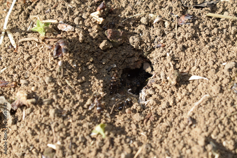 Black garden ant, or black lasia (lat. Lasius niger) - West Palaearctic species of ants from the genus Lasius (subfamily Formicinae). Ant burrow in the ground. Black garden ant, or black lasia (lat. Lasius niger) - West Palaearctic species of ants from the genus Lasius (subfamily Formicinae). Ant burrow in the ground.