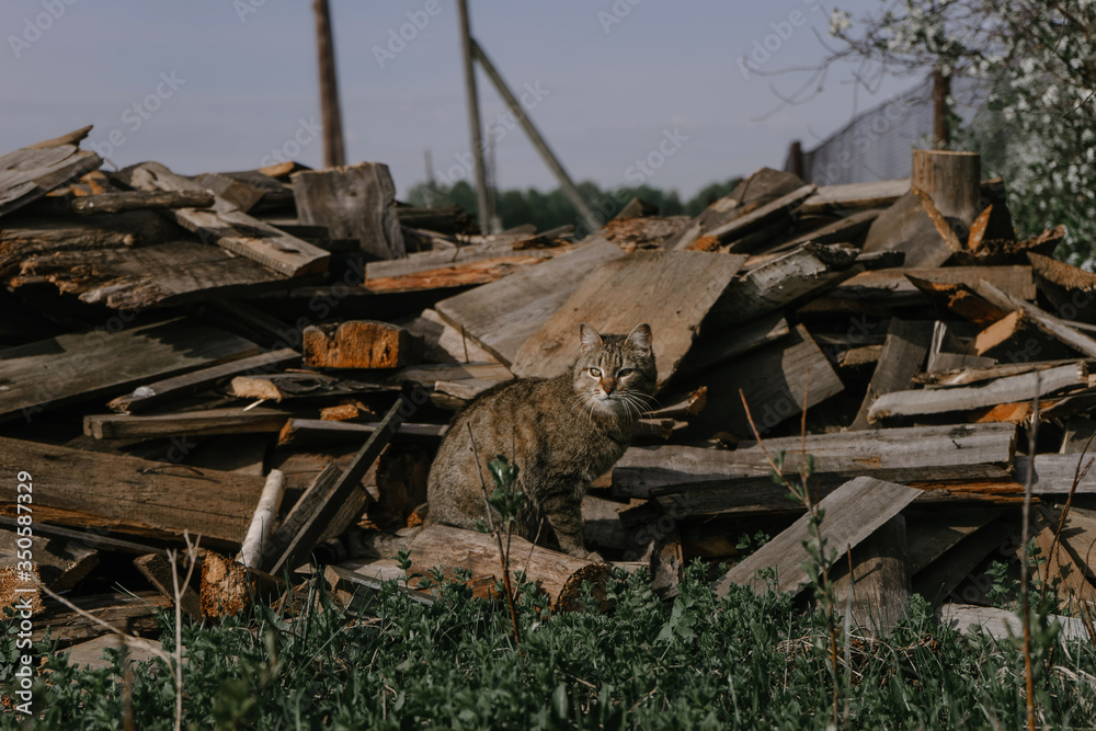 The brown cat merged with the background of a large pile of wood in the village | KOROVYAKOVA, SVERDLOVSKAYA OBLAST - 9 MAY 2020.