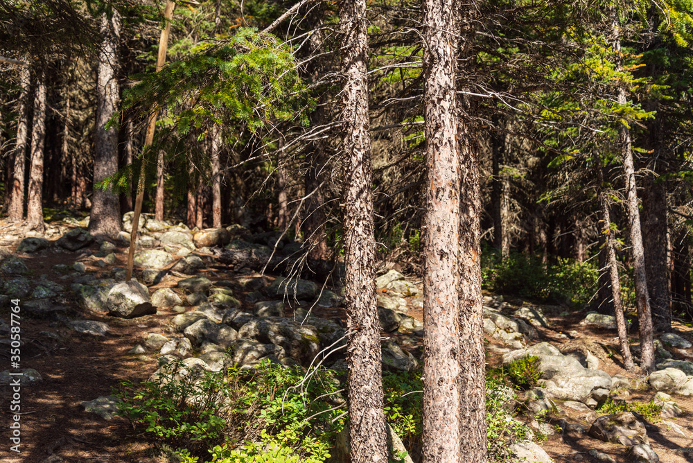 Obraz premium Moraine Lake nature scenery inside Banff National Park, Alberta, Canada