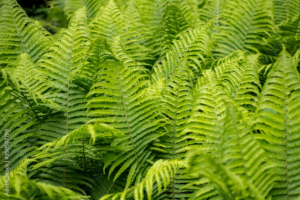 Straußenfarn Farnwedel ausrollen Matteuccia struthiopteris Rispenfarngewächse Sporangien Spirale Symbol Sinnbild Kraft leben Sprießen Wachstum Energie Frühling Jahrezeiten Zyklus Rombergpark Dortmund