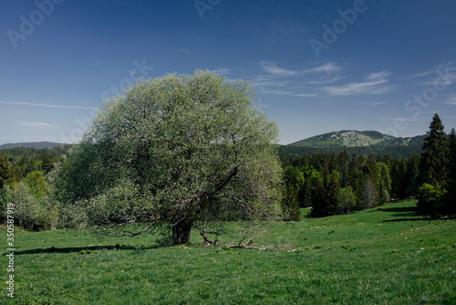 The tree in the forest and meadow in the mountains on the background of the sky with clouds.