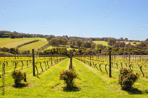 Mornington Peninsula Vines in Australia