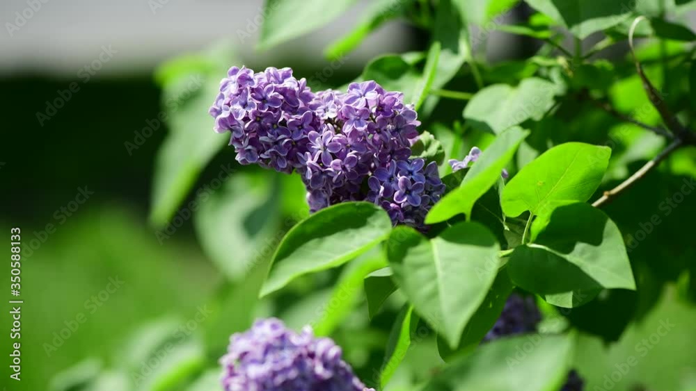 Lilac garden trees under the rain nature spring time with free space text Lilac garden trees under the rain nature spring time with free space text