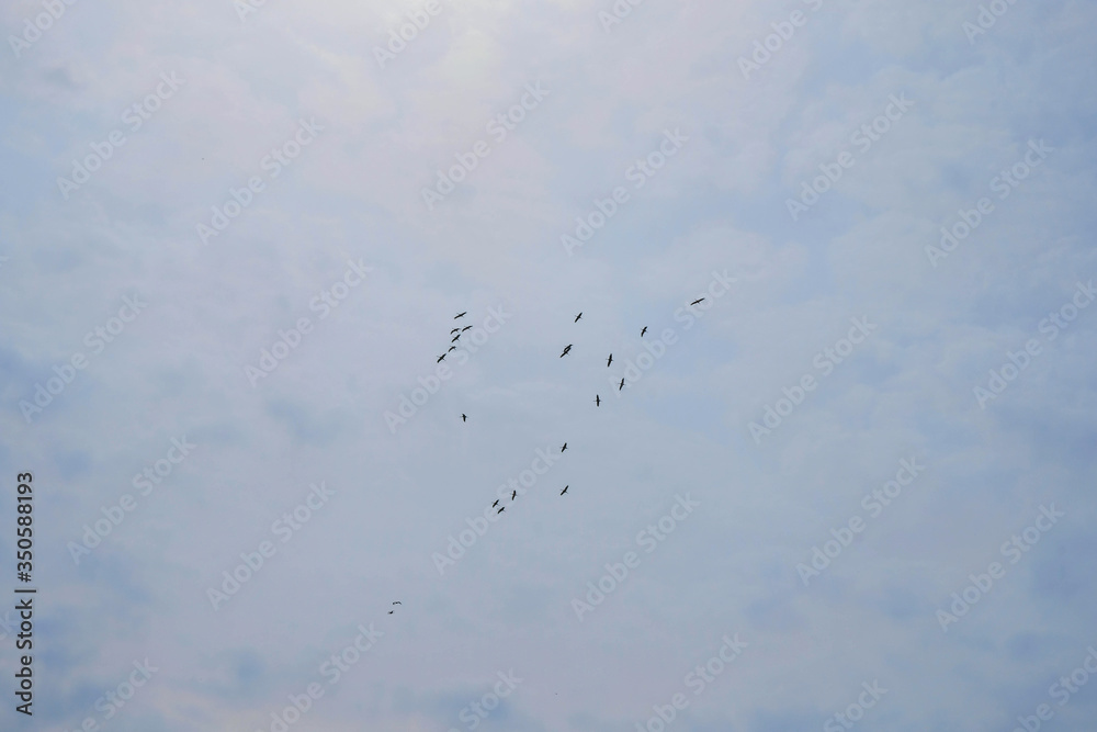 A flock of cranes in the sky in the morning in Ukraine. Bottom view. Copy space. A flock of cranes in the sky in the morning in Ukraine. Bottom view. Copy space.