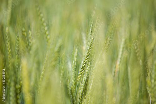 Close up view of young green wheat in a wheat field on a farm in the Swartland region in the western cape of south africa