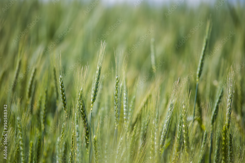 Close up view of young green wheat in a wheat field on a farm in the Swartland region in the western cape of south africa Close up view of young green wheat in a wheat field on a farm in the Swartland region in the western cape of south africa