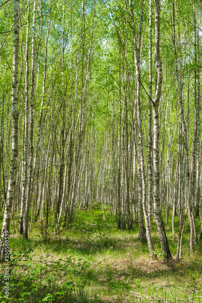A deserted trail in a birch forest. Hiking in the wild in Ukraine. Vertical image. A deserted trail in a birch forest. Hiking in the wild in Ukraine. Vertical image.