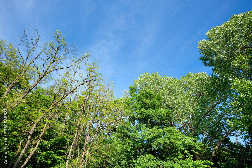 Beautiful green deciduous trees with lush green foliage in springtime against blue sky. Seen in Germany in May.