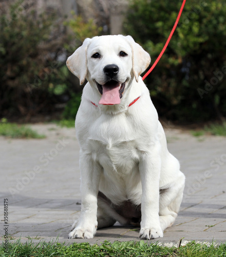 a sweet yellow labrador in the park