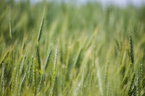 Close up view of young green wheat in a wheat field on a farm in the Swartland region in the western cape of south africa