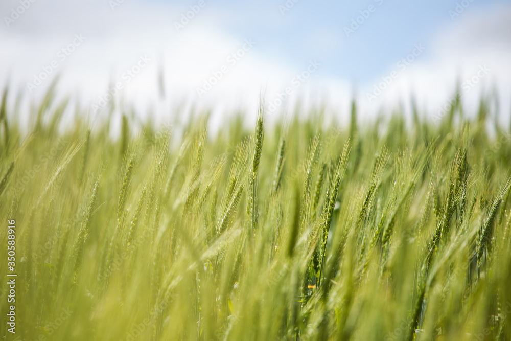 Close up view of young green wheat in a wheat field on a farm in the Swartland region in the western cape of south africa Close up view of young green wheat in a wheat field on a farm in the Swartland region in the western cape of south africa