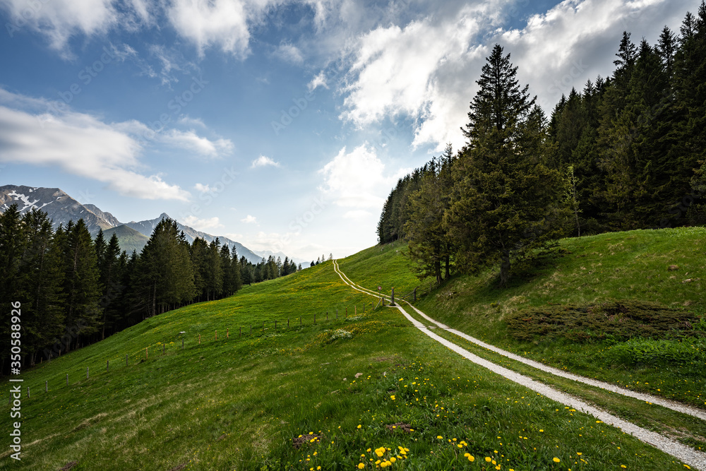 gravel road leads through a forest in the swiss alps during sunset with mountains and green grass