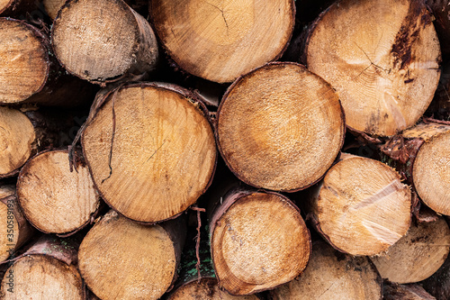 wood, timber, log, tree, logs, cut, lumber, pile, forest, stack, firewood, texture, woodpile, nature, trunk, brown, stacked, wooden, bark, trees, woods, pine, circle, material, logging, background, 