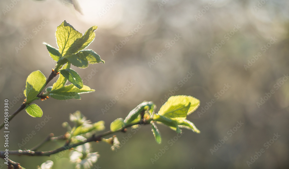 Spring leaves - fresh young spring leaves. Bokeh background Spring leaves - fresh young spring leaves. Bokeh background
