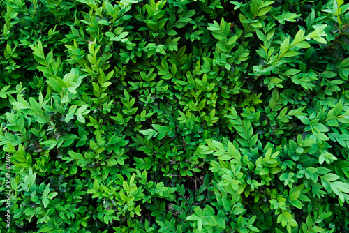 A boxwood in the spring garden. Small green leaves texture background. A green plant. Eco wall.