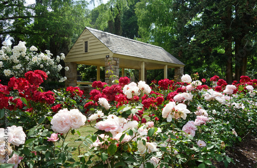 The Rose Garden in Raleigh North Carolina photo