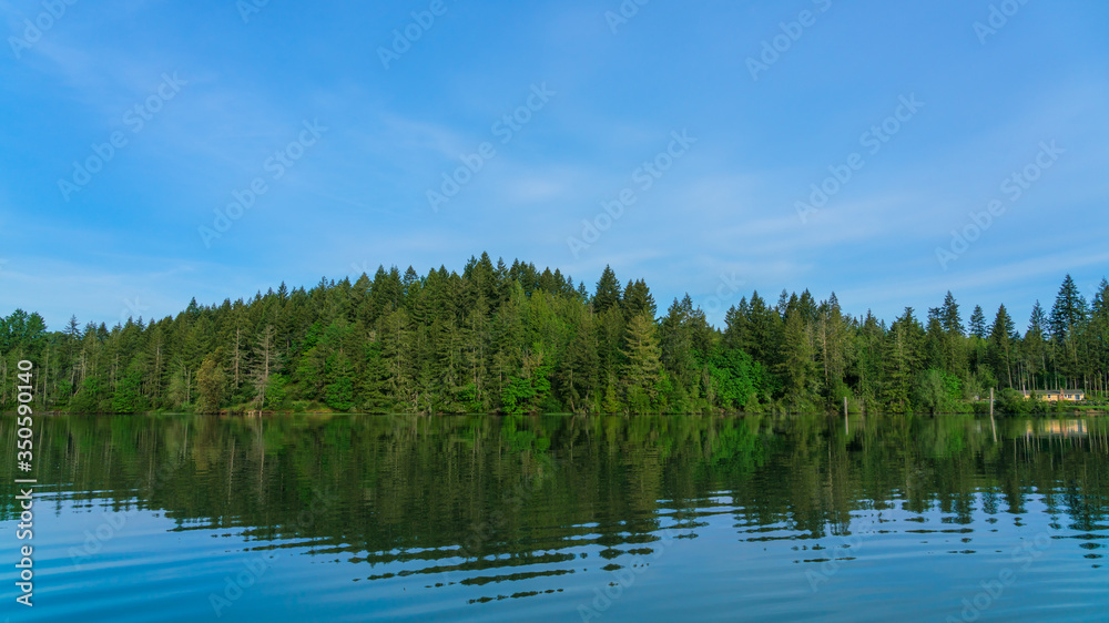 Evergreen Trees Along Oyster Bay, Shelton, Washington State Evergreen Trees Along Oyster Bay, Shelton, Washington State