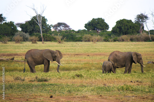 Famiglia di elefanti nella savana in Kenya
