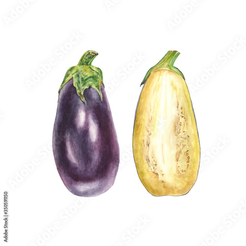 Botanical vector watercolor illustration of blue eggplant aubergine whole and cut on white background. Could be used as decoration for web design, polygraphy or textile