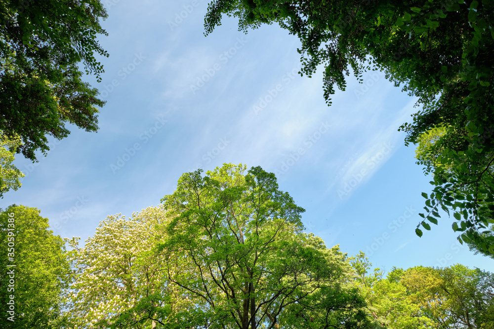 Beautiful green deciduous trees with lush green foliage in springtime against blue sky as background. Seen in Germany in May. Beautiful green deciduous trees with lush green foliage in springtime against blue sky as background. Seen in Germany in May.