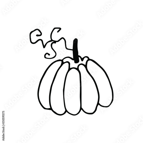 pumpkin on a white background. pumpkin black and white