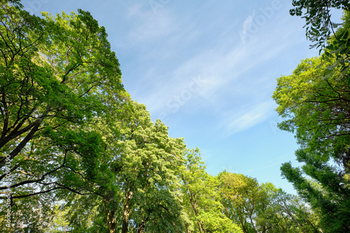 Beautiful green deciduous trees with lush green foliage in springtime against blue sky as background. Seen in Germany in May. © franconiaphoto