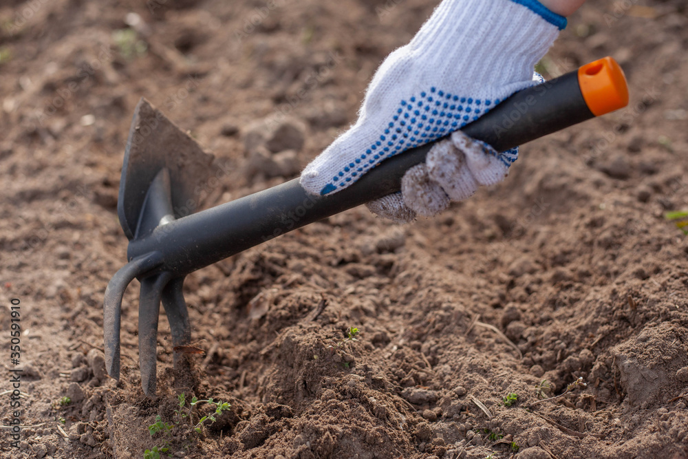 plant the seeds in the garden. The girl has a chopper in her hand.Agricultural tree planting in autumn in ground.

