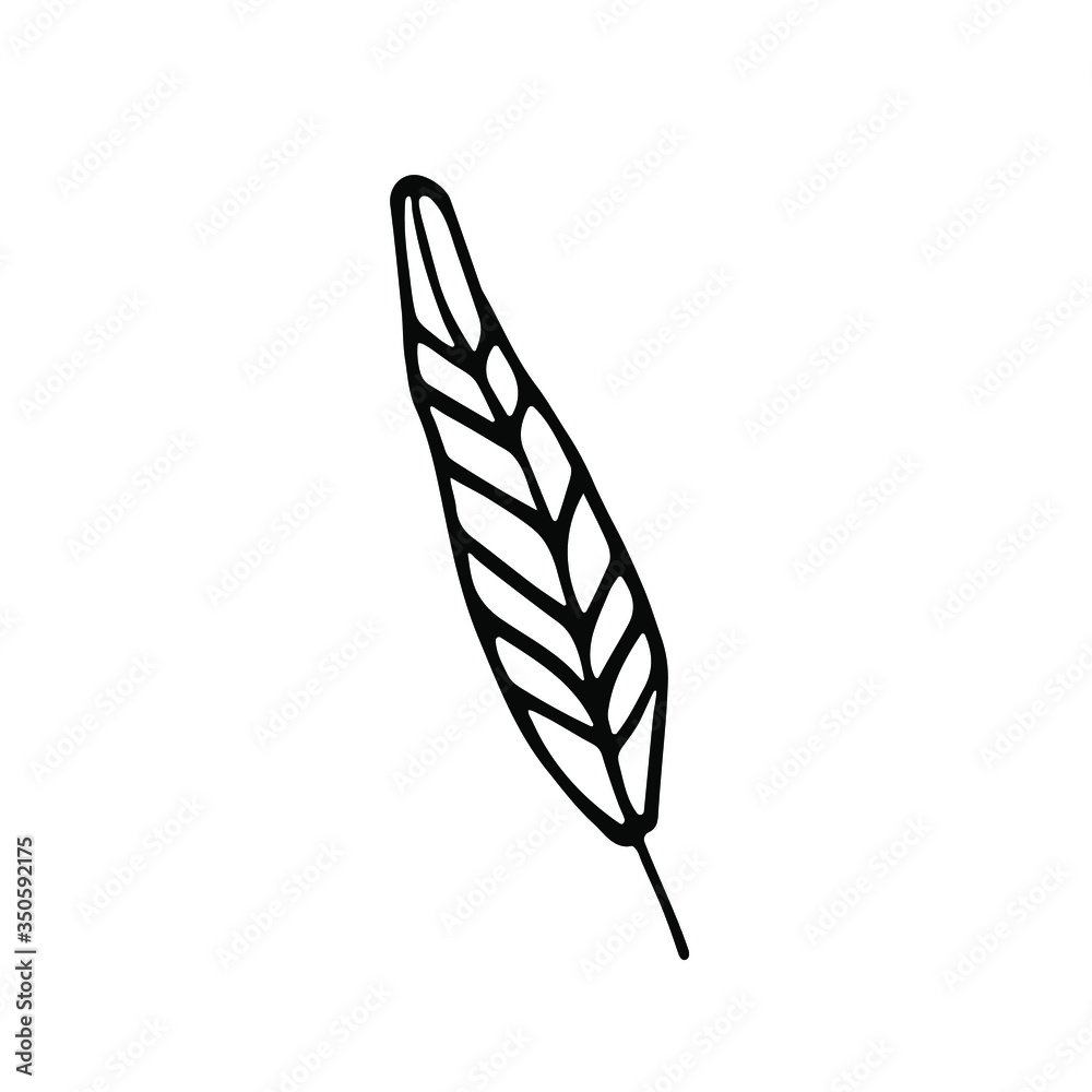 handwritten vector of a feather on a white background .one simple feather black and white handwritten vector of a feather on a white background .one simple feather black and white
