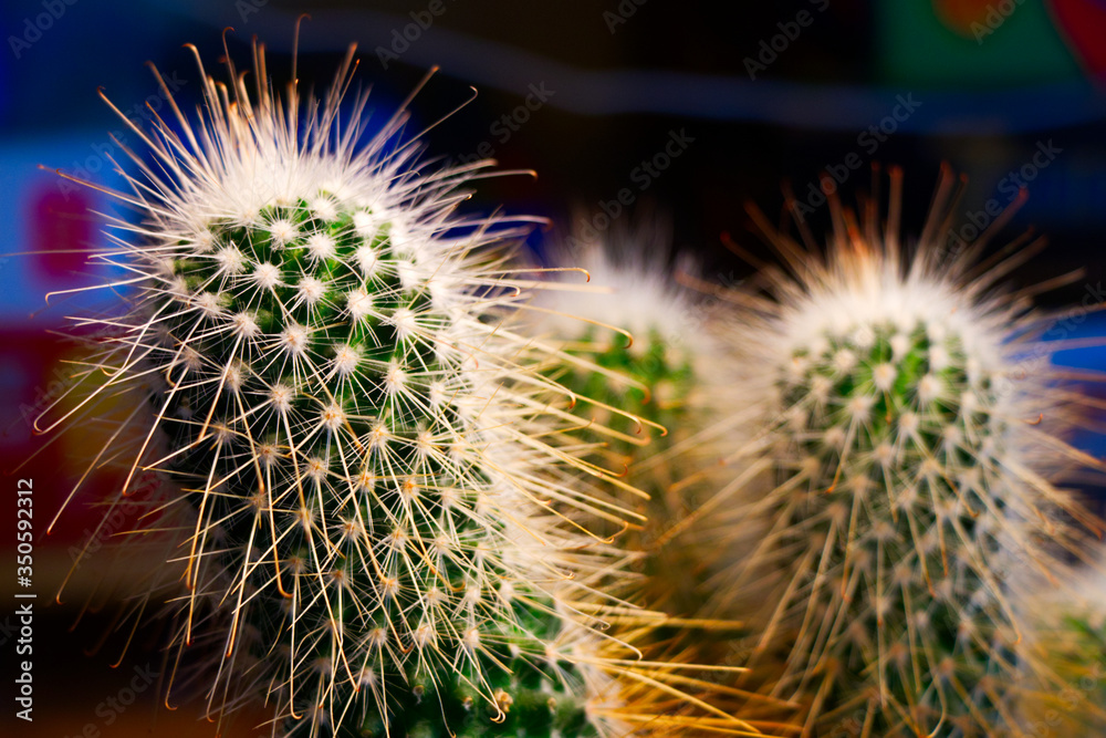 roślina, zielony piękkny ciepły kaktus  - obrazy, fototapety, plakaty 