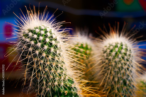 roślina, zielony piękkny ciepły kaktus 