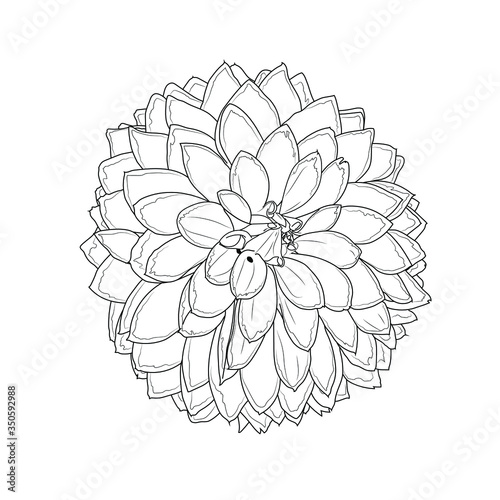 Dahlia